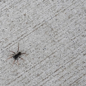 Zodariidae (family) at Paddys River, ACT - 9 May 2018 03:08 PM