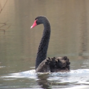 Cygnus atratus at Paddys River, ACT - 9 Apr 2018