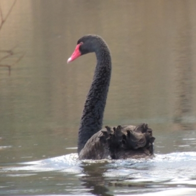 Cygnus atratus (Black Swan) at Paddys River, ACT - 8 Apr 2018 by michaelb