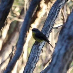 Eopsaltria australis (Eastern Yellow Robin) at Tura Beach, NSW - 3 May 2018 by RossMannell