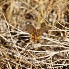 Hypocysta metirius (Brown Ringlet) at North Tura - 3 May 2018 by RossMannell