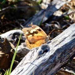 Heteronympha merope (Common Brown Butterfly) at Bournda, NSW - 3 May 2018 by RossMannell