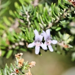 Westringia fruticosa (Native Rosemary) at Bournda, NSW - 3 May 2018 by RossMannell