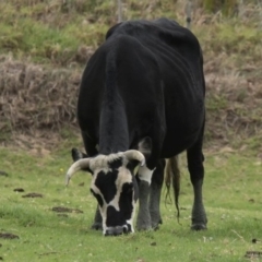 Bos taurus (Wild Cattle) at Goobarragandra, NSW - 14 Feb 1998 by MichaelBedingfield