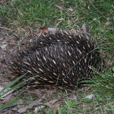 Tachyglossus aculeatus (Short-beaked Echidna) at Cobargo, NSW - 3 Oct 2015 by HarveyPerkins