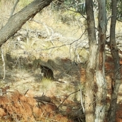 Wallabia bicolor (Swamp Wallaby) at Isaacs Ridge - 9 May 2018 by Mike