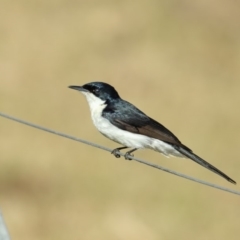 Myiagra inquieta (Restless Flycatcher) at Jellat Jellat, NSW - 10 May 2018 by Leo