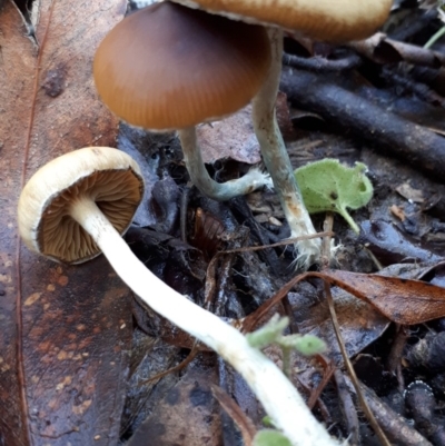 Psilocybe sp. (Psilocybe) at Paddys River, ACT - 9 May 2018 by purple66