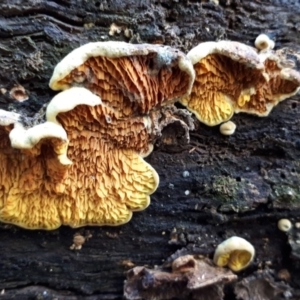 Tapinellaceae at Paddys River, ACT - 9 May 2018