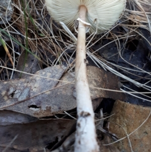 Macrolepiota sp. at Paddys River, ACT - 9 May 2018