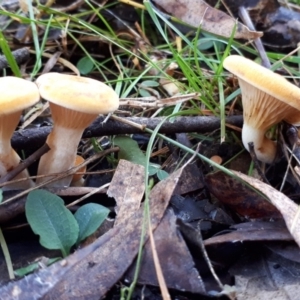 zz agaric (stem; gills white/cream) at Paddys River, ACT - 9 May 2018 12:56 PM