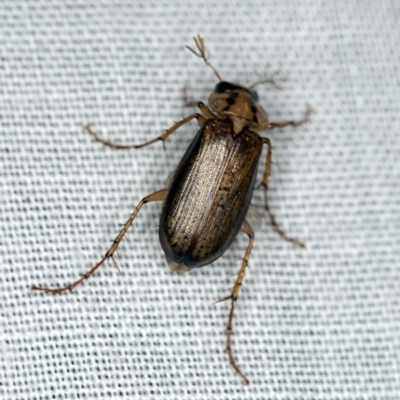 Telura sp. (genus) (A scarab beetle) at Paddys River, ACT - 9 May 2018 by ibaird