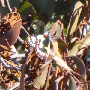 Delias aganippe at Belconnen, ACT - 9 May 2018