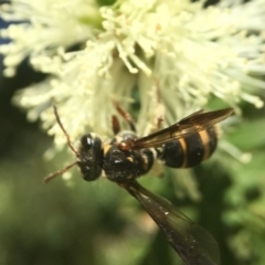 Lasioglossum (Australictus) peraustrale (Halictid bee) at Canberra Central, ACT - 17 Oct 2017 by PeterA