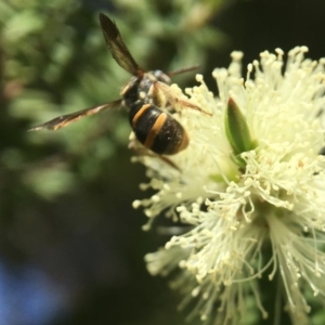 Lasioglossum (Australictus) peraustrale at Canberra Central, ACT - 17 Oct 2017 02:33 PM