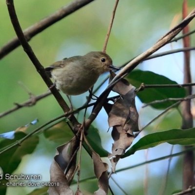 Sericornis magnirostra (Large-billed Scrubwren) at Undefined - 3 Apr 2018 by CharlesDove