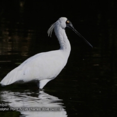 Platalea regia (Royal Spoonbill) at Burrill Lake, NSW - 6 Apr 2018 by Charles Dove