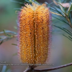 Banksia spinulosa var. spinulosa (Hairpin Banksia) at South Pacific Heathland Reserve - 4 Apr 2018 by CharlesDove