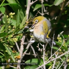 Zosterops lateralis (Silvereye) at Burrill Lake, NSW - 7 Apr 2018 by CharlesDove