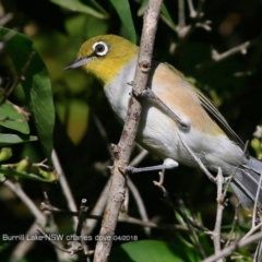 Zosterops lateralis at Burrill Lake, NSW - 7 Apr 2018 12:00 AM