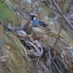 Cinclosoma punctatum (Spotted Quail-thrush) at Currowan State Forest - 2 Apr 2018 by Charles Dove