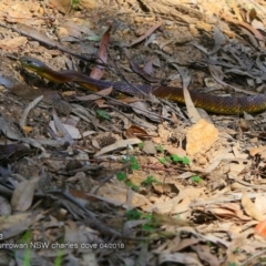 Notechis scutatus (Tiger Snake) at Currowan State Forest - 2 Apr 2018 by Charles Dove