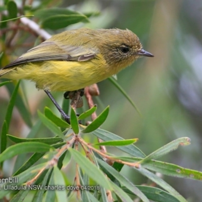 Acanthiza nana (Yellow Thornbill) at Ulladulla, NSW - 5 Apr 2018 by Charles Dove