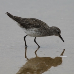 Calidris fuscicollis (White-rumped Sandpiper) at Jervis Bay National Park - 13 Jan 2015 by HarveyPerkins