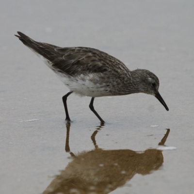 Calidris fuscicollis (White-rumped Sandpiper) at Jervis Bay National Park - 13 Jan 2015 by HarveyPerkins