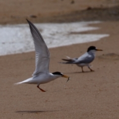 Sternula albifrons (Little Tern) at Jervis Bay National Park - 13 Jan 2015 by HarveyPerkins