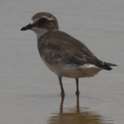 Anarhynchus mongolus (Siberian Sand-Plover) at Jervis Bay National Park - 13 Jan 2015 by HarveyPerkins