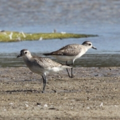 Pluvialis squatarola (Grey Plover) at Jervis Bay National Park - 1 Jan 2016 by HarveyPerkins