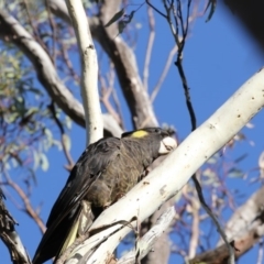 Zanda funerea (Yellow-tailed Black-Cockatoo) at Bruce, ACT - 10 May 2018 by Alison Milton