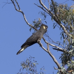 Zanda funerea at Bruce, ACT - 10 May 2018 10:00 AM