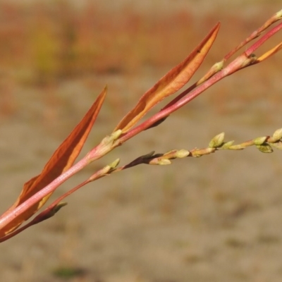 Persicaria hydropiper (Water Pepper) at Paddys River, ACT - 9 Apr 2018 by michaelb