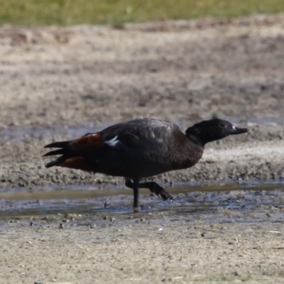 Tadorna variegata (Paradise Shelduck) at Jervis Bay National Park - 1 Jan 2016 by HarveyPerkins