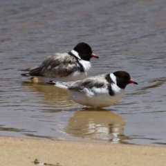 Charadrius rubricollis (Hooded Plover) at Lake Tabourie, NSW - 21 Nov 2010 by HarveyPerkins