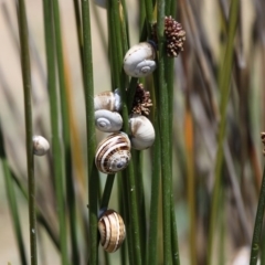 Unidentified Sea Snail or Limpet (Gastropoda) at Lake Tabourie Bushcare - 21 Nov 2010 by HarveyPerkins