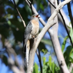 Cacomantis flabelliformis (Fan-tailed Cuckoo) at Ulladulla, NSW - 20 Nov 2010 by HarveyPerkins