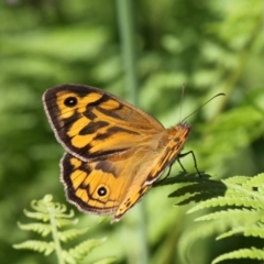 Heteronympha merope (Common Brown Butterfly) at Ulladulla, NSW - 20 Nov 2010 by HarveyPerkins