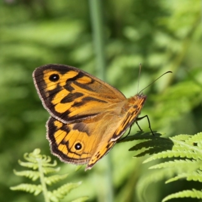 Heteronympha merope (Common Brown Butterfly) at Ulladulla, NSW - 21 Nov 2010 by HarveyPerkins