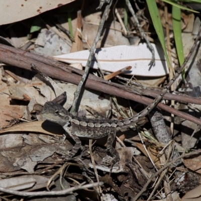 Amphibolurus muricatus (Jacky Lizard) at Narrawallee, NSW - 20 Nov 2010 by HarveyPerkins