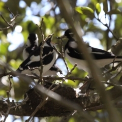 Grallina cyanoleuca (Magpie-lark) at - 19 Nov 2010 by HarveyPerkins