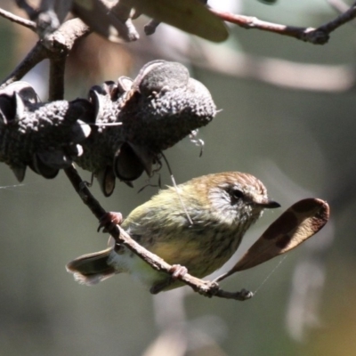 Acanthiza lineata (Striated Thornbill) at  - 20 Nov 2010 by HarveyPerkins