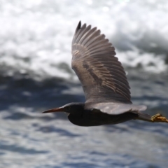 Egretta sacra (Eastern Reef Egret) at Lake Conjola, NSW - 19 Nov 2010 by HarveyPerkins