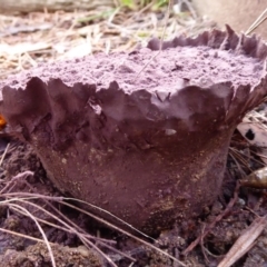 Calvatia cyathiformis at Flynn, ACT - 10 May 2018 by Christine