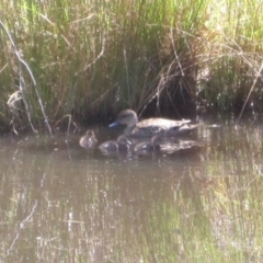 Anas gracilis (Grey Teal) at Wamboin, NSW - 22 Feb 2011 by natureguy