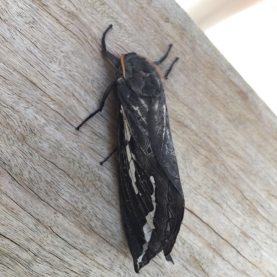 Abantiades atripalpis (Bardee grub/moth, Rain Moth) at Tathra, NSW - 11 May 2018 by Joshwello