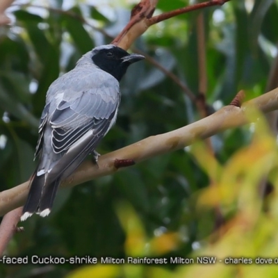 Coracina novaehollandiae (Black-faced Cuckooshrike) at - 2 Feb 2018 by Charles Dove