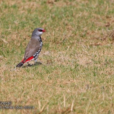Stagonopleura guttata (Diamond Firetail) at Undefined - 6 Feb 2018 by CharlesDove